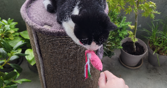 clothilde pet sitter à SALEUX 80480_8
