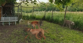 david pet sitter à BAZAS 33430_2