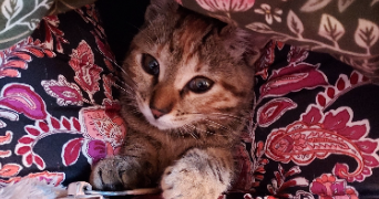 mélanie pet sitter à LOUVIERS 27400_9