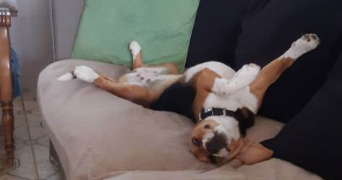 aurelie pet sitter à COURTOMER 77390_1
