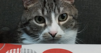 leyna pet sitter à BLAINVILLE SUR L EAU 54360_1