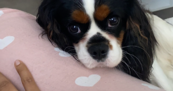 naomie pet sitter à VILLIERS SUR MARNE 94350_4