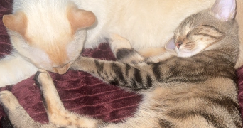 niema pet sitter à LYON 09 69009_1