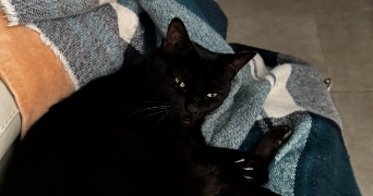 anaïs pet sitter à TOULOUSE 31300_1