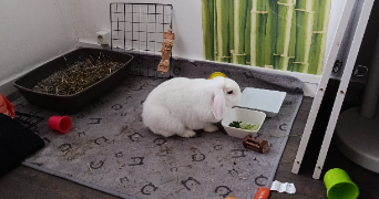 catherine pet sitter à MEUDON 92190_2