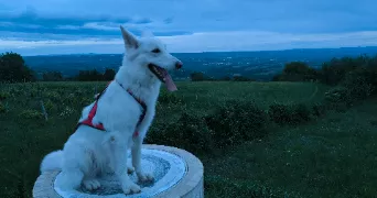 maxime pet sitter à TREMBLAY EN FRANCE 93290