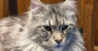 marie pet sitter à LIMAY 78520_9