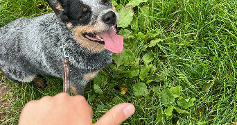 emeline pet sitter à NEUILLY SUR SEINE 92200_7