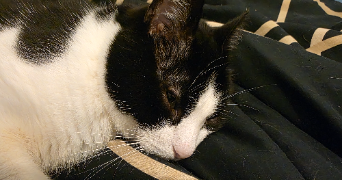 jimmy pet sitter à PARIS 14 75014_5