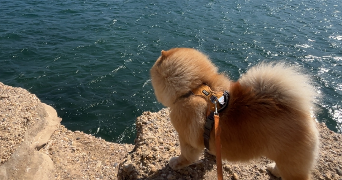 jade pet sitter à MARSEILLE 07 13007_3