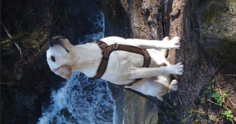 julie pet sitter à CHATEL GUYON 63140_1