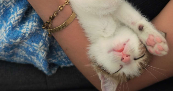 elea pet sitter à ST MESMIN 85700_3