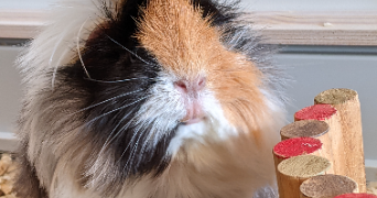 aurélie pet sitter à RAMBOUILLET 78120_3