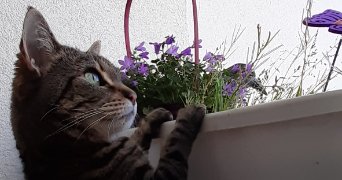 sophie pet sitter à TRAPPES 78190_5