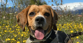 léa pet sitter à TOULOUSE 31400_1