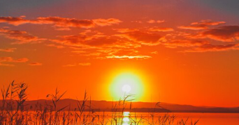 olivier pet sitter à BEZIERS 34500_0