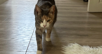 pauline pet sitter à Auchy les mines 62138_1