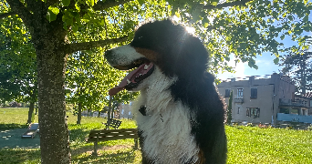 cordaro pet sitter à BAGNOLS 69620_3