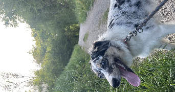 jerome dog sitter à ANTHY SUR LEMAN 74200_2