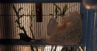 lydie pet sitter à MARQUETTE LEZ LILLE 59520_2