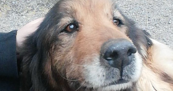 maël pet sitter à PLASSAC 17240_4