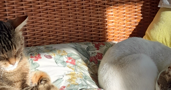 florence pet sitter à CLEVILLIERS 28300_0