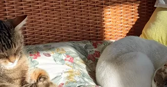 florence pet sitter à CLEVILLIERS 28300