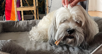 jeanne pet sitter à BREST 29200_3