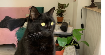 sacha  pet sitter à Courbevoie 92400_5
