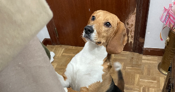 vanessa pet sitter à MERIGNAC 33700_3