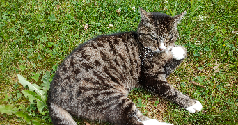 jean-louis pet sitter à PARIS 19 75019_3