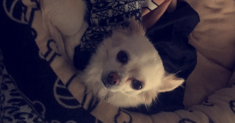 emilie pet sitter à BREBIERES 62117_5