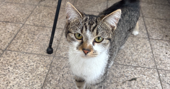 léa pet sitter à DUNKERQUE 59430_3