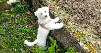 barbara pet sitter à ORMES 45140_4