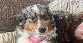 juliette pet sitter à ST RENAN 29290_2