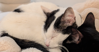 lucie  pet sitter à MONTLHERY 91310_2