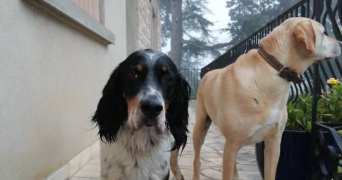cathy pet sitter à Valence d'agen 82400_8