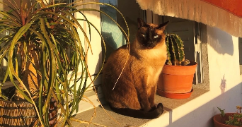 monika pet sitter à LYON 08 69008_4