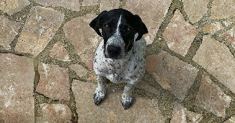 gwenaelle pet sitter à ST MICHEL SUR ORGE 91240_2