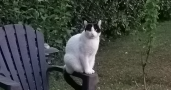 estelle pet sitter à BONNEVILLE 74130_3