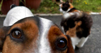 amelie pet sitter à TOULOUSE 31400_3