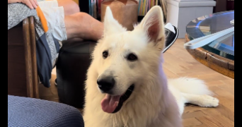 elyna pet sitter à LYON 08 69008_2