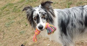 brenda pet sitter à FLORENSAC 34510_10
