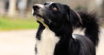 alix pet sitter à LA ROCHE SUR YON 85000_7