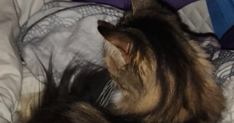 delphine pet sitter à CHAMPAGNIER 38800_1