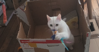 diane pet sitter à NEUILLY SUR MARNE 93330_2