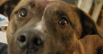 Zacharie pet sitter à Vigneux-sur-Seine 91270_3
