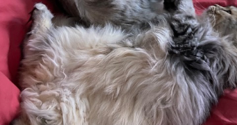catherine pet sitter à BOULOGNE BILLANCOURT 92100_4
