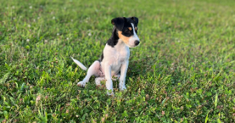yvelise pet sitter à VANVILLE 77370_4