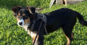 angela pet sitter à STRASBOURG 67200_13